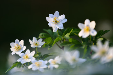Early spring flower anemone nemorosa on the background of bokeh green grass. Majestic nature wallpaper with forest flowers. Floral springtime. Oak forest. Location place Ukraine, Europe.