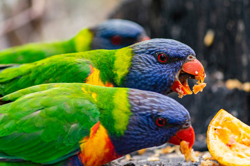 Rainbow lorikeet parrot during meal. Impressive photo of colorful birds.