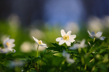 White flowers with the blurred background of trees and blue sky. In oak forest the beautiful anemone nemorosa is blooming. Floral seasonal wallpaper.