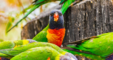 Rainbow lorikeet parrot during meal. Impressive photo of colorful birds.