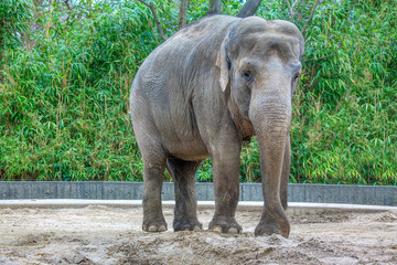 Asian elephant is the largest land mammal in Asia
