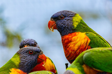 Rainbow lorikeet parrot during meal. Impressive photo of colorful birds.