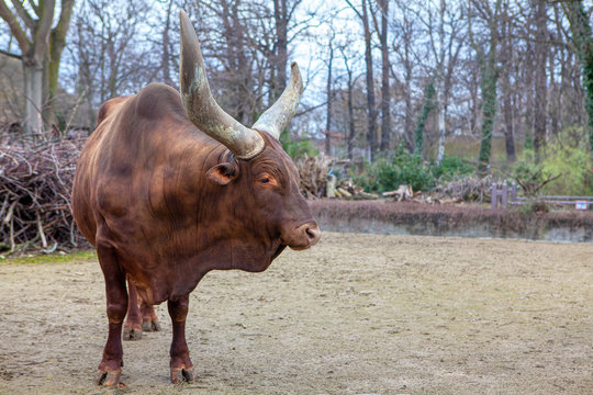 Male of Ankole Watusi with big horns