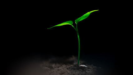 Young Plant Growing In dark background