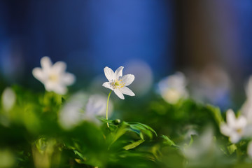 Early spring flower anemone nemorosa on the background of bokeh green grass. Majestic nature...