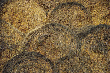 Rolls of hay and straw in the stack on the field after harvest in autumn