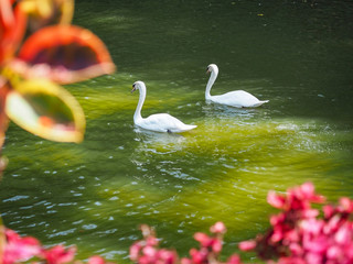 Obraz premium White swans floating on water at lake