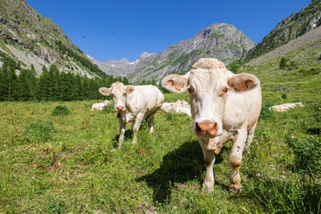 Fototapeta na wymiar Troupeau de vaches charolaise, vallée du Drac de Champoléon, le Champsaur, Parc national des Écrins, Hautes-Alpes, France