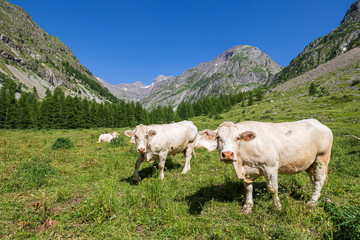 Fototapeta premium Troupeau de vaches charolaise, vallée du Drac de Champoléon, le Champsaur, Parc national des Écrins, Hautes-Alpes, France