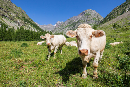 Troupeau de vaches charolaise, vall&eacute;e du Drac de Champol&eacute;on, le Champsaur, Parc national des &Eacute;crins, Hautes-Alpes, France