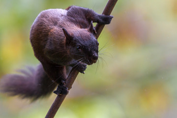 Baumörnchen © Heiko Köhrer-Wagner