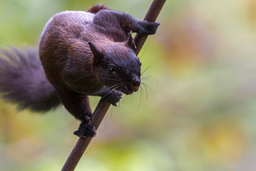 Baumörnchen © Heiko Köhrer-Wagner