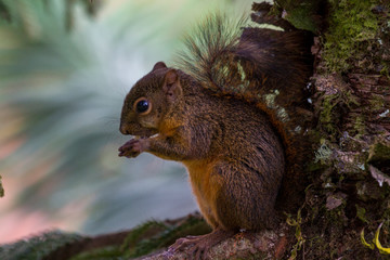 Baumhörnchen © Heiko Köhrer-Wagner