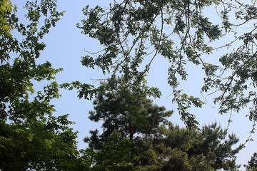 아가시아 나무가지