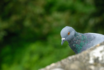 Gray dove close up against a background of green foliage