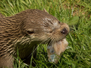 asian otter