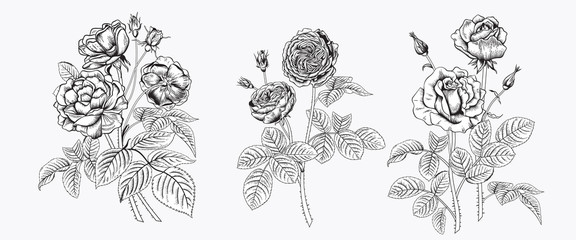 Roses. Blooming  garden. Vector illustration.