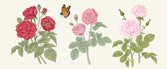 Roses. Blooming  garden. Vector illustration.