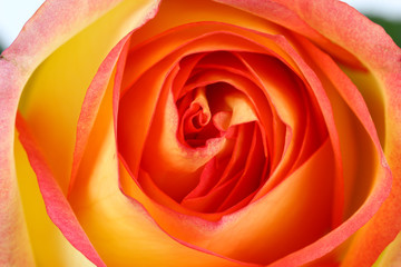 Fototapeta na wymiar Beautiful orange rose close up