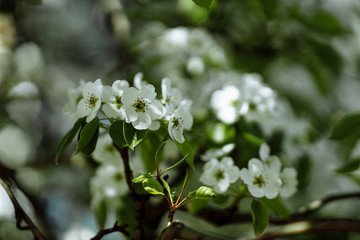 bright flowering tree