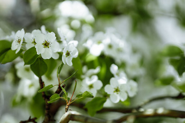 bright flowering tree