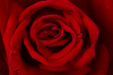 Beautiful red rose close up
