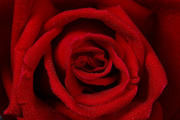 beautiful red rose isolate on white