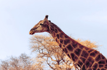 Wild african life. A large common South African giraffe on the summer blue sky.