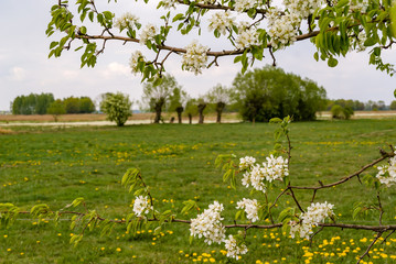 Wiosna na Podlasiu. Dolina Narwi, Polska