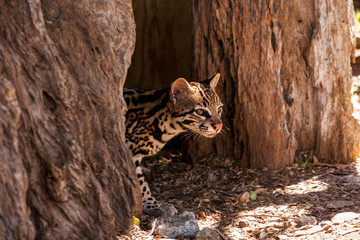 Ozelot Wildkatze