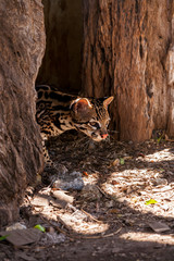 Ozelot Wildkatze