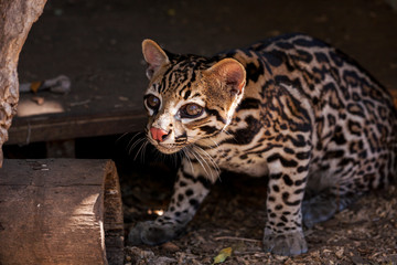Ozelot Wildkatze