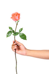 Hand holding orange roses isolate on white