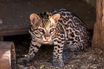 Ozelot Wildkatze