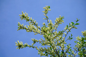 Zweige voller Blüten der gewöhnlichen Traubenkirsche vor blauem Himmel