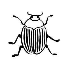 ink sketch vector beetle, hand drawing silhouette illustration