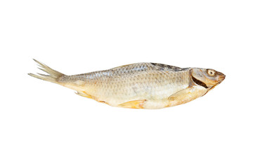 one dried fish on a white background for your design or beer bar menu