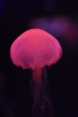 jelly fish in aquarium