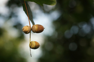 Acorns