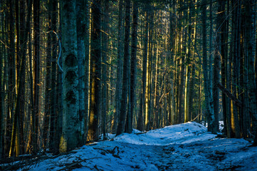 Snow trail in the wild mysterious spruce forest. A lot of branches. Sunlight on the trunks.