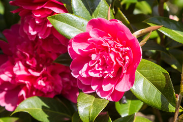 A Camelia shrub with pink flower in early spring