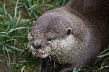 asian otter