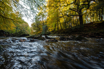 The River Dart In Autumn