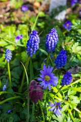 Obraz premium Grape Hyacinths, Muscari, in flower in early spring