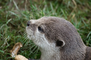 asian otter