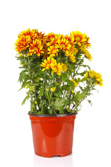 yellow vibrant auburn Chrysanthemums bouquet suited as background