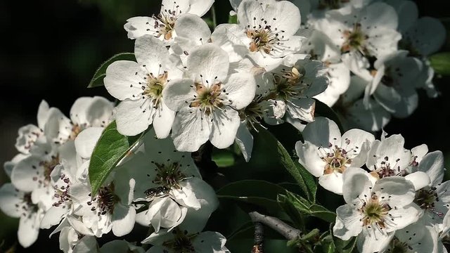 White flower buds on a branch macro. Slow motion full hd video footage. Flowering tree under the bright sun. Spring day. Apple tree flowers on a dark background.