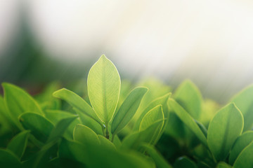 Fototapeta premium Close up beautiful leaves pattern or Green leaf wallpaper Can use for natural background concept, Abstract texture of nature.