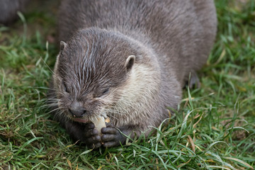 asian otter