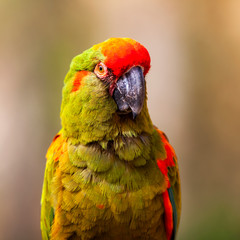 Ara militaire en gros plan de face	